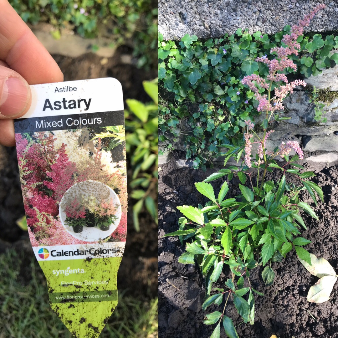 False Spiraea Astary Mix in the GardenTags plant encyclopedia