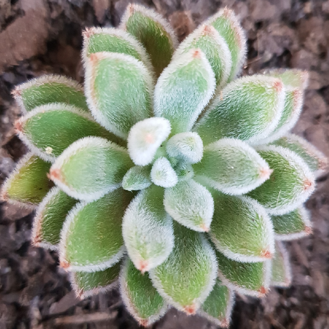 Echeveria Pilosa in the GardenTags plant encyclopedia