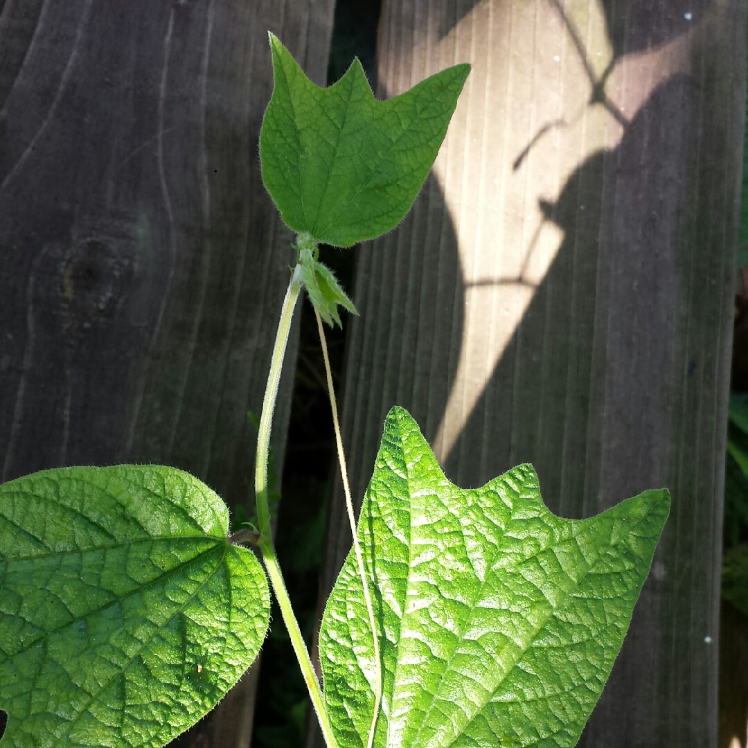 Citrina Passionflower in the GardenTags plant encyclopedia