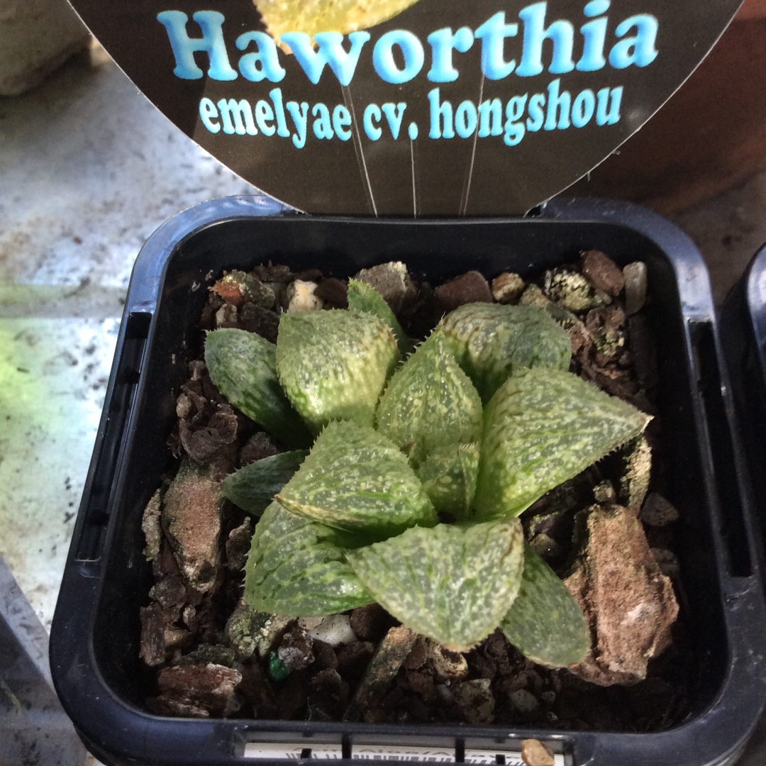 Haworthia Emelyae Hongshou in the GardenTags plant encyclopedia