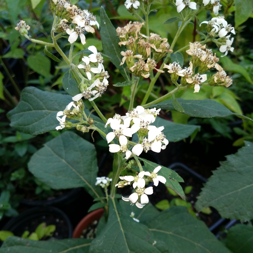 Verbesina virginica, Frostweed in GardenTags plant encyclopedia