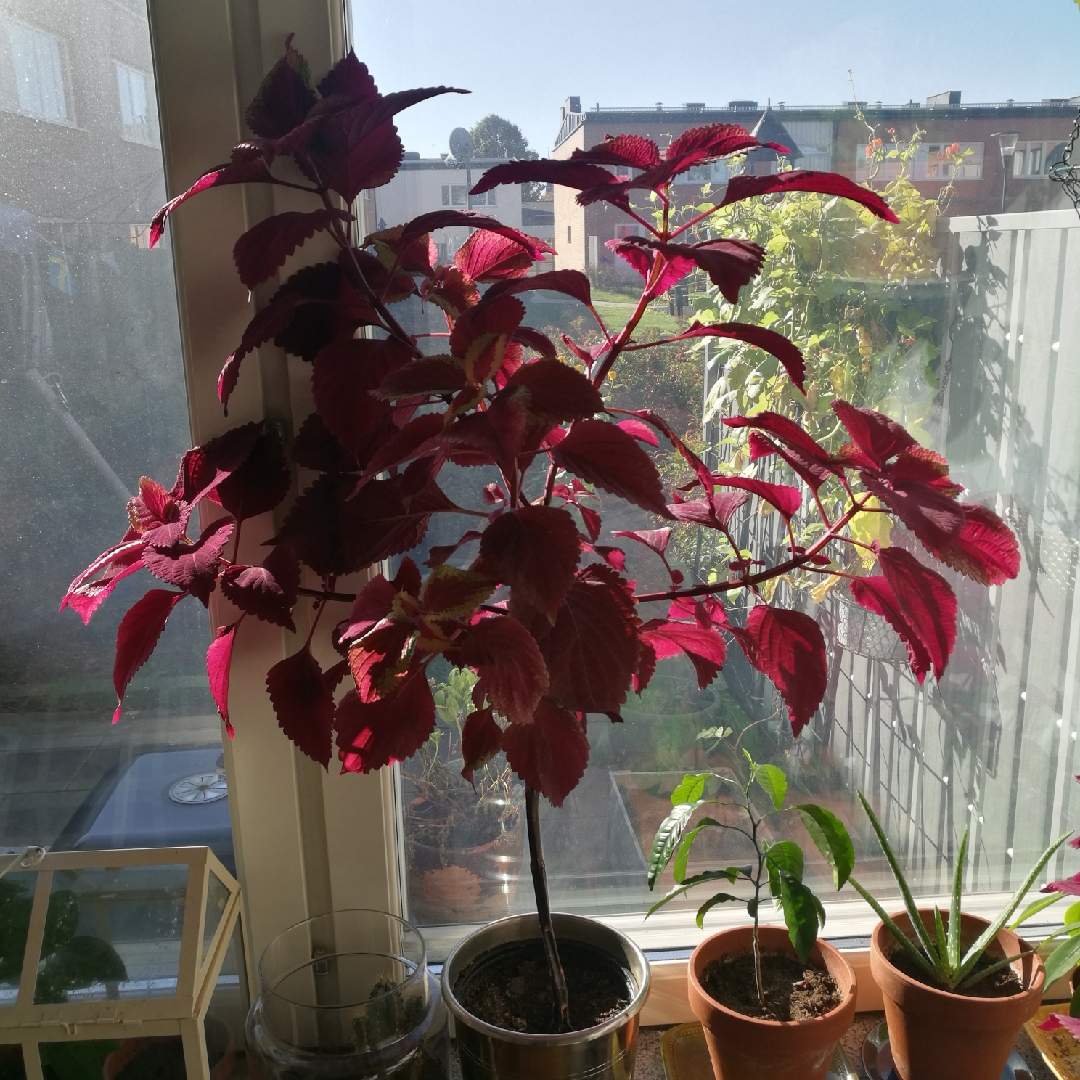 Coleus Redhead in the GardenTags plant encyclopedia