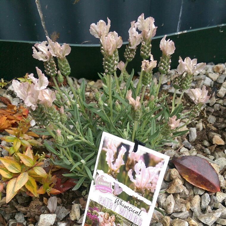 Lavender Whimsical Fairy Wings in the GardenTags plant encyclopedia