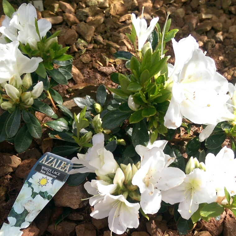 Azalea White Lace in the GardenTags plant encyclopedia