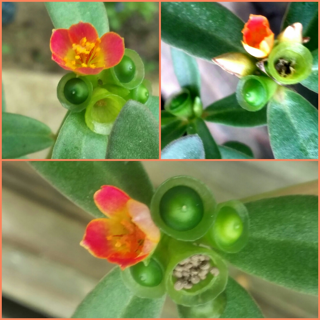 Ornamental Purslane Rio™ Orange  (Rio™ Series) in the GardenTags plant encyclopedia