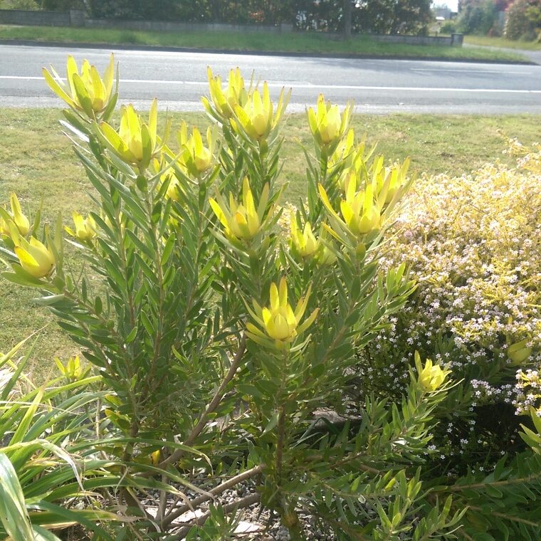 Leucadendron Laureolum, Leucadendron Laureolum in GardenTags plant ...