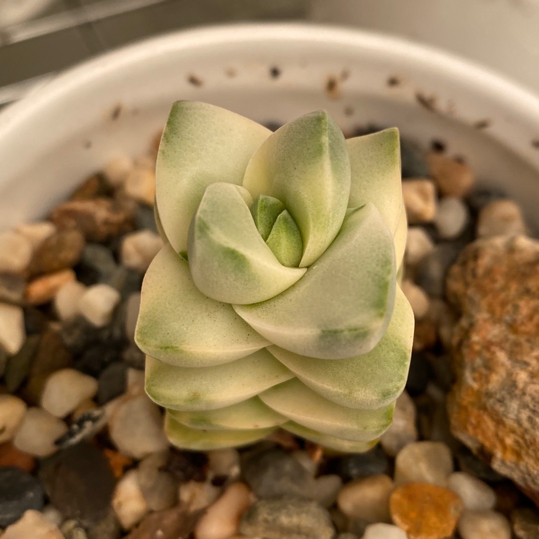 Crassula Moonglow Variegated in the GardenTags plant encyclopedia