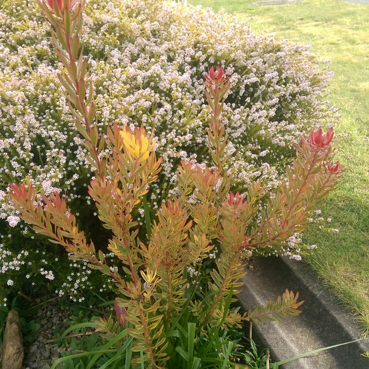 Leucadendron Jester in the GardenTags plant encyclopedia