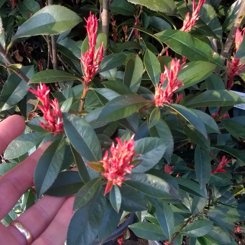 Photinia Robusta Compacta in the GardenTags plant encyclopedia