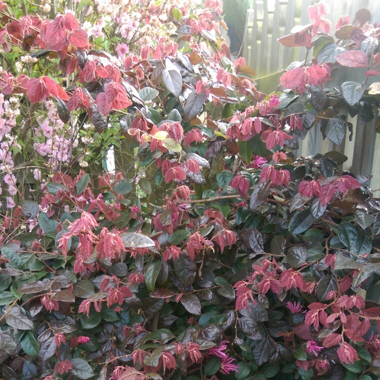 Chinese Fringe Flower Rubrum in the GardenTags plant encyclopedia