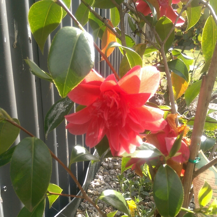 Camellia Mark Alan Variegated in the GardenTags plant encyclopedia