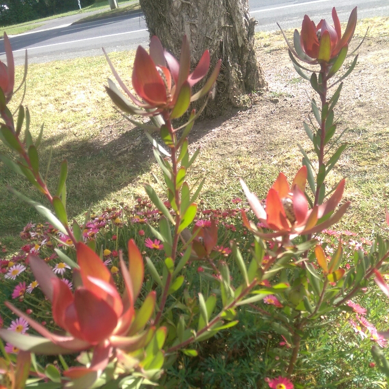 Leucadendron Red Gem in the GardenTags plant encyclopedia