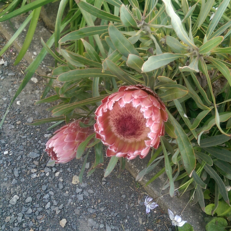 Protea Juliet in the GardenTags plant encyclopedia