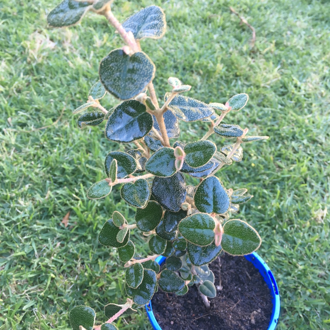 Australian Fuchsia in the GardenTags plant encyclopedia