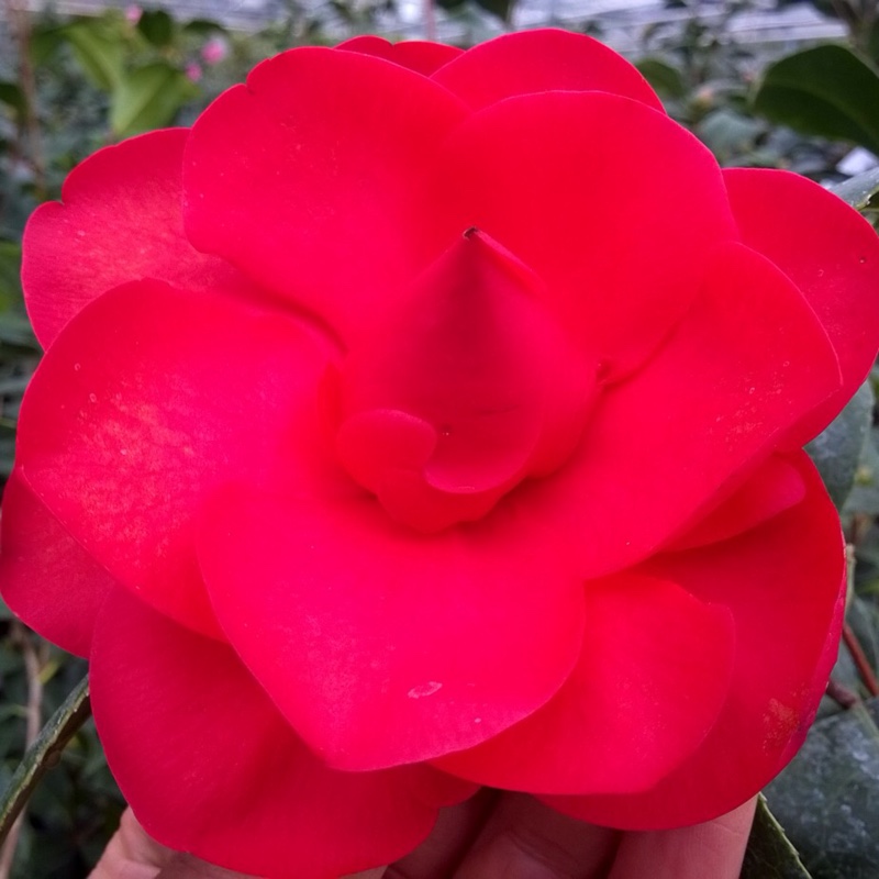 Camellia Les Jury in the GardenTags plant encyclopedia