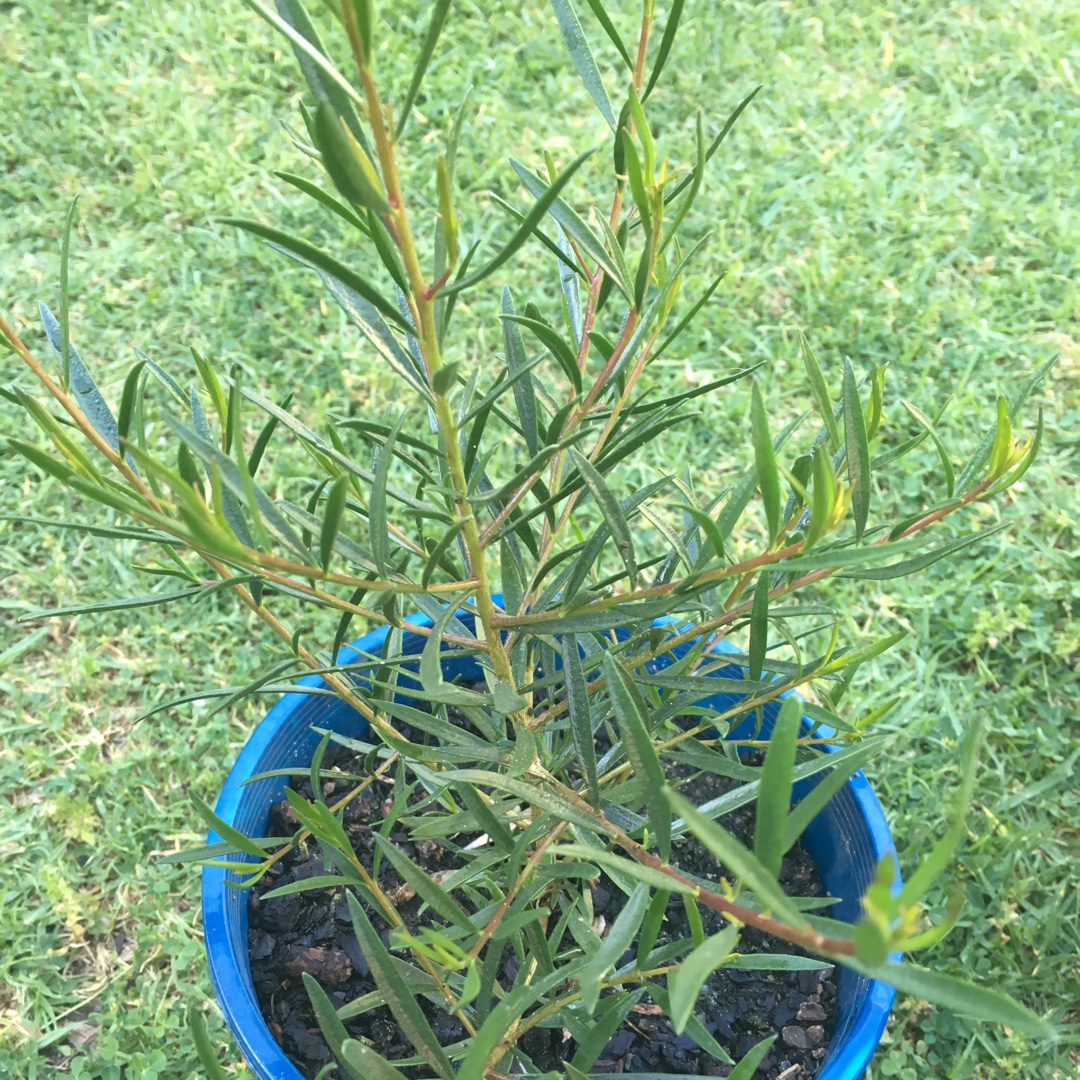 Dwarf Spotted Emu Bush in the GardenTags plant encyclopedia