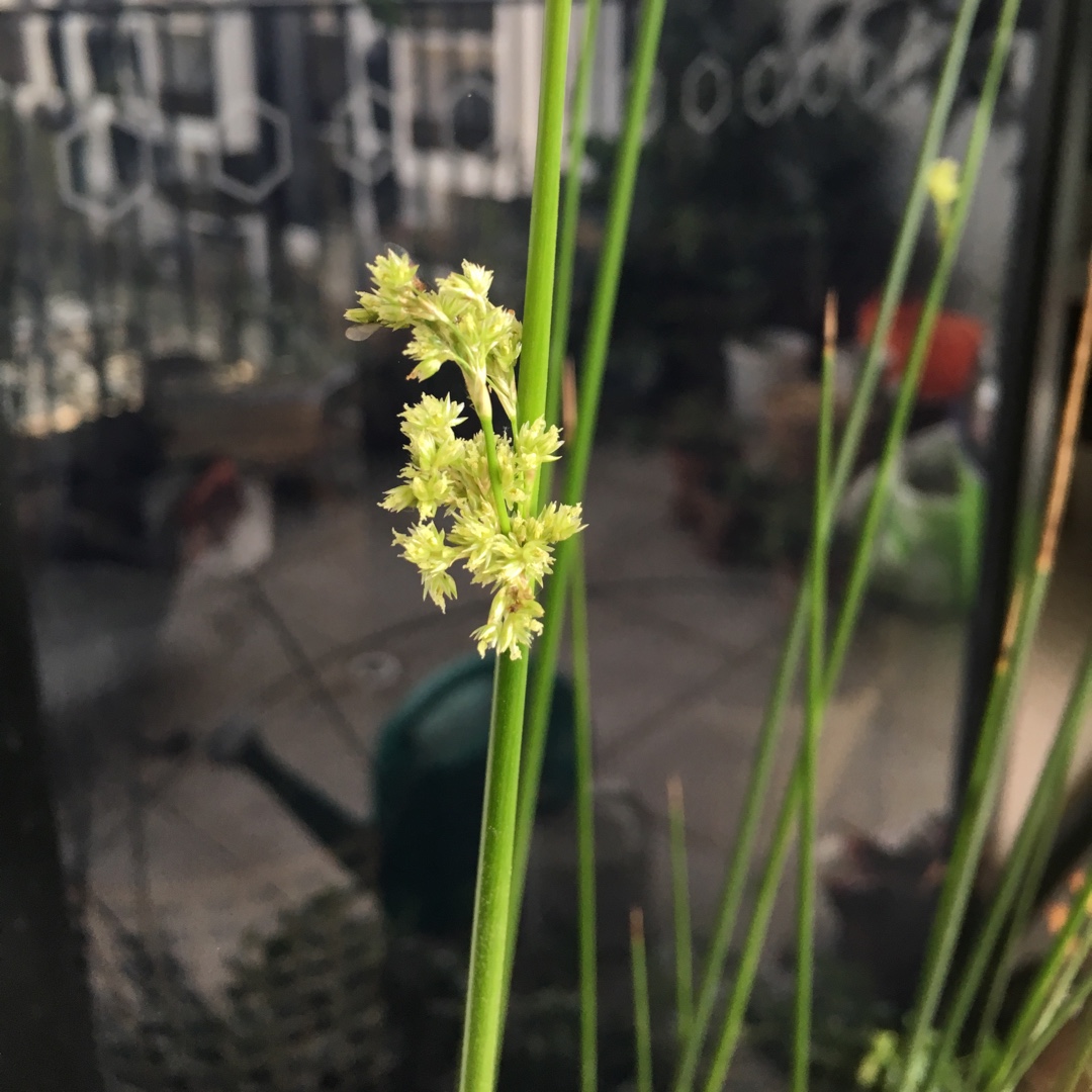 Pale Rush in the GardenTags plant encyclopedia