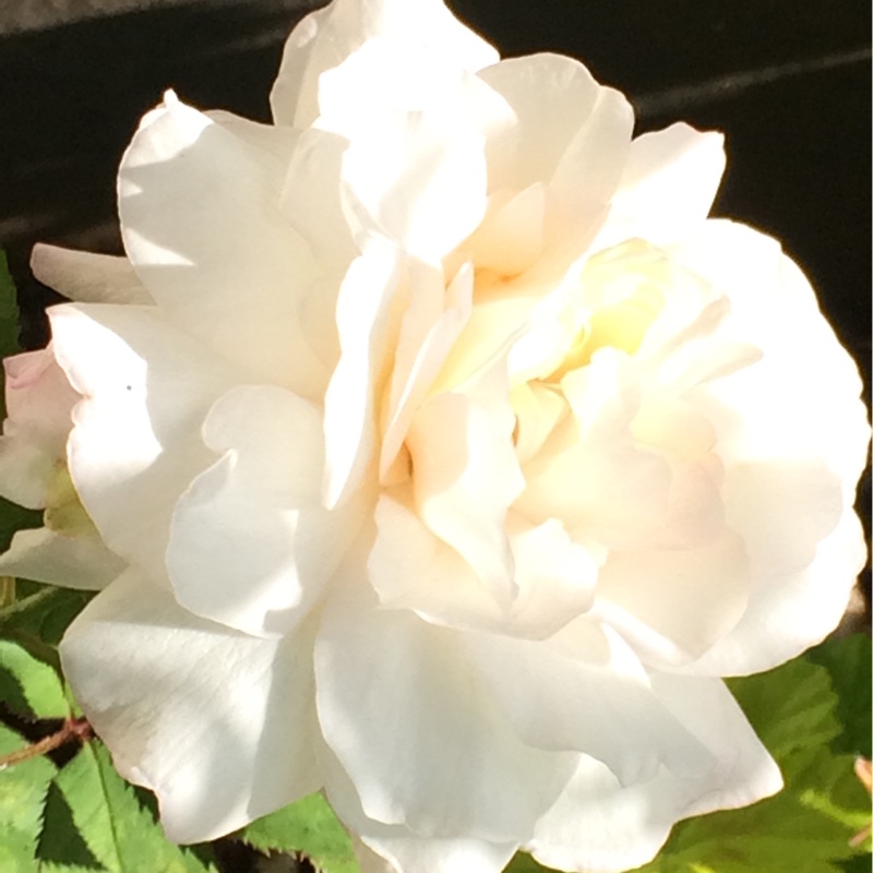 Rose Crown Princess Mary in the GardenTags plant encyclopedia