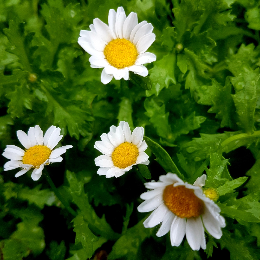 Chrysanthemum Chalet in the GardenTags plant encyclopedia