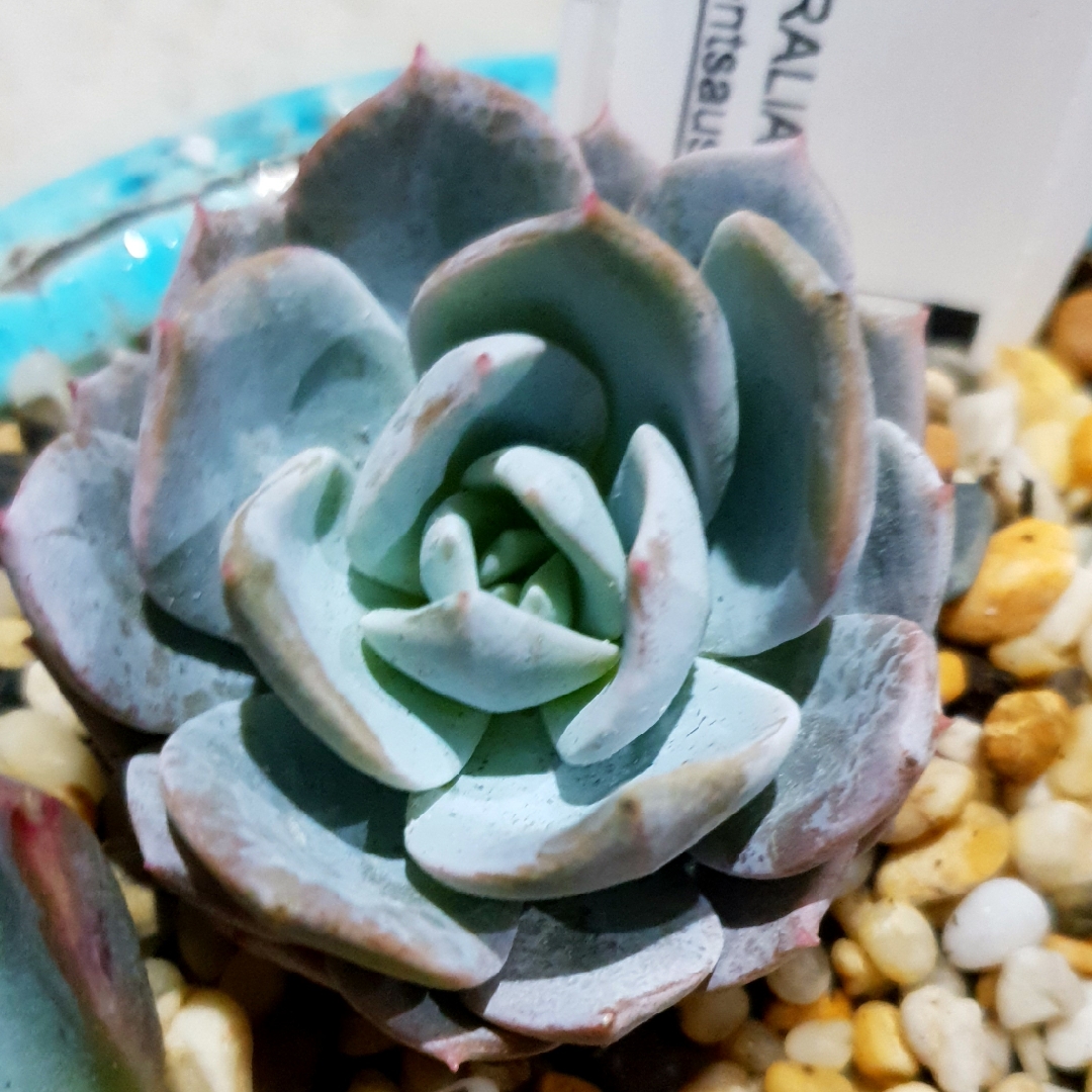 Echeveria White One in the GardenTags plant encyclopedia