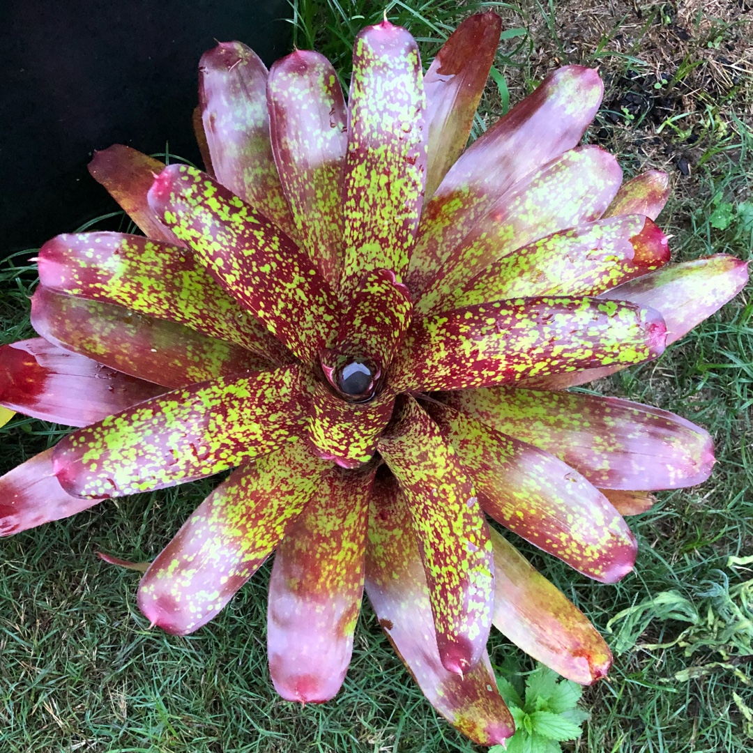 Bromeliad Fantasy Fair in the GardenTags plant encyclopedia