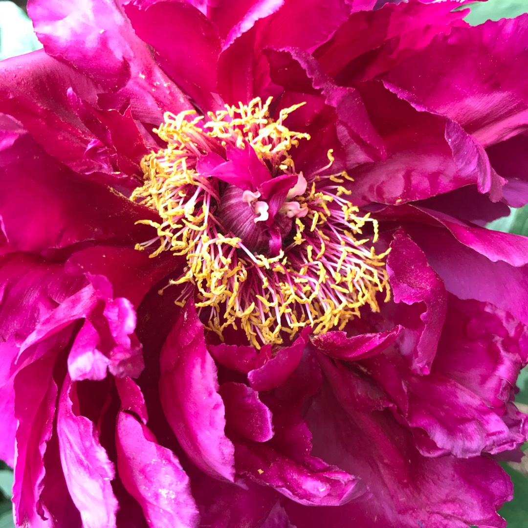 Tree Peony Chinese Dragon in the GardenTags plant encyclopedia