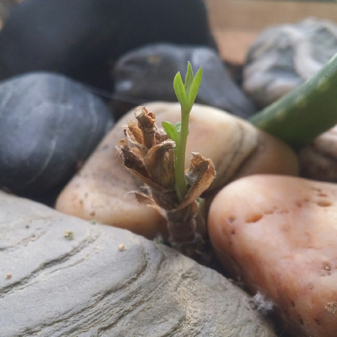 Rock Samphire in the GardenTags plant encyclopedia