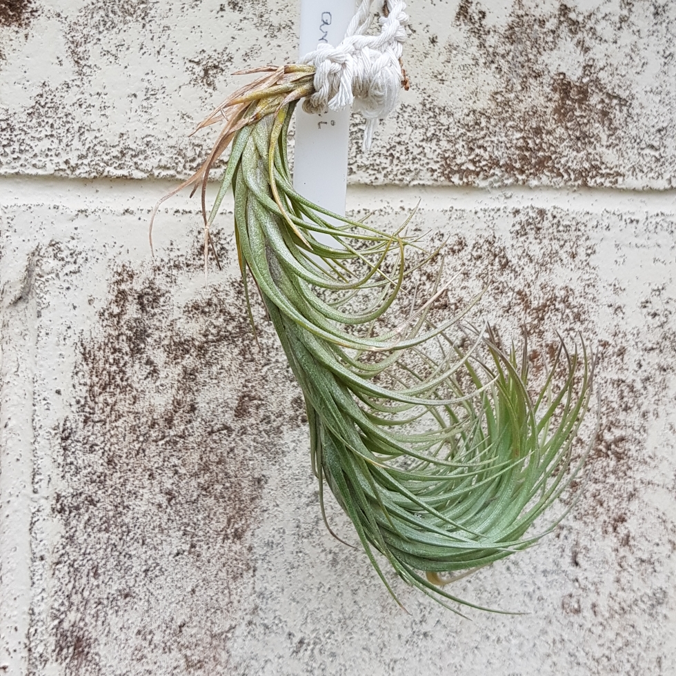 Airplant (Species) Tillandsia araujei in the GardenTags plant encyclopedia