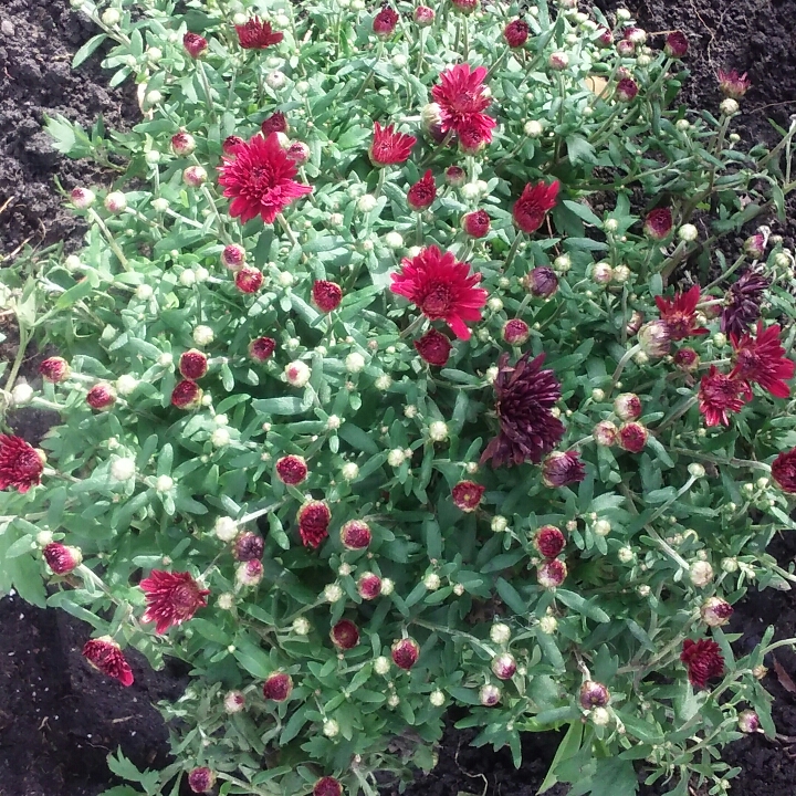 Garden Mum Mila™ Red in the GardenTags plant encyclopedia