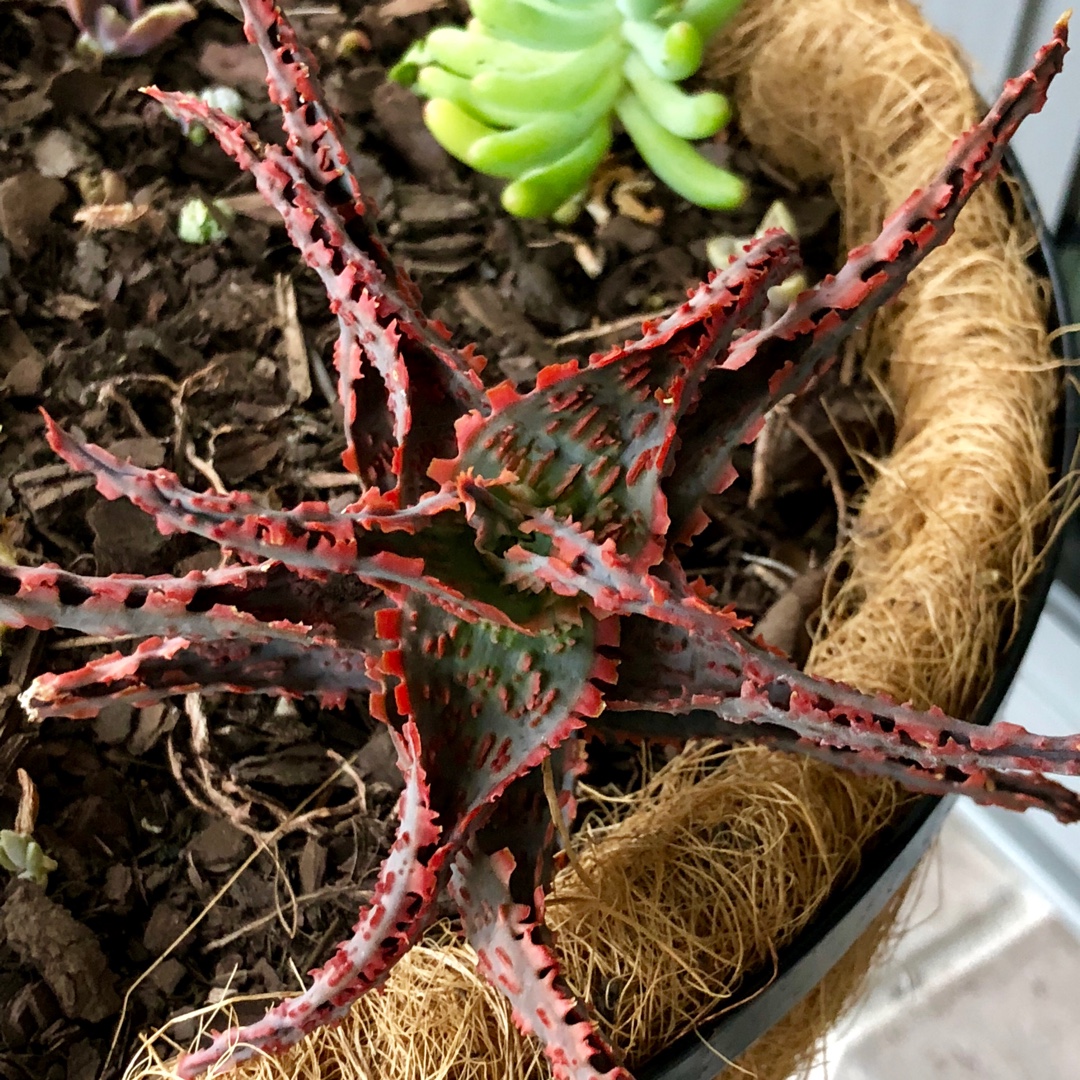 Aloe Carnival in the GardenTags plant encyclopedia