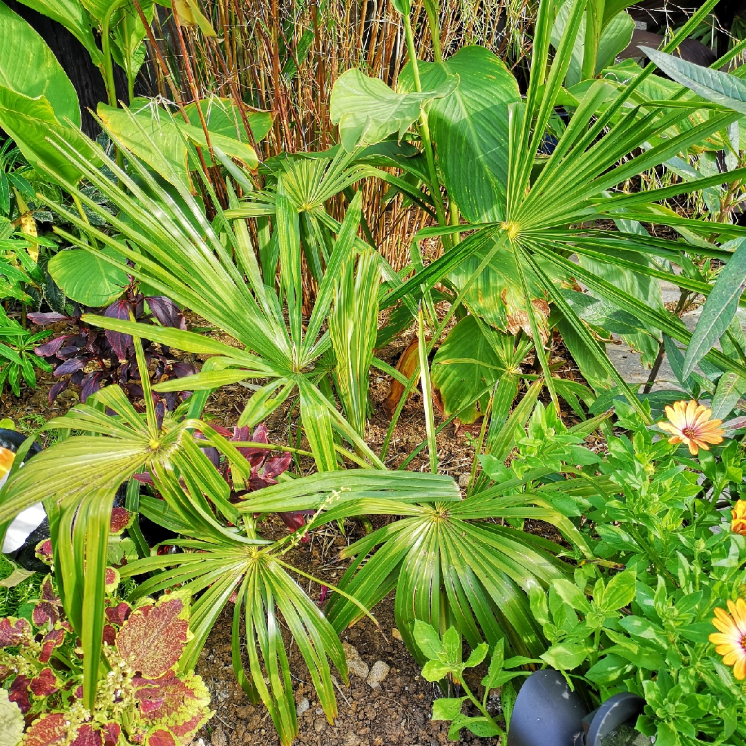 Kumaon Palm in the GardenTags plant encyclopedia