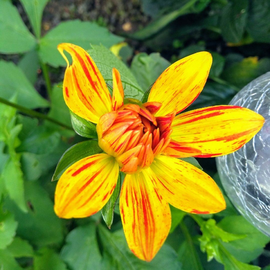 Dahlia Wonder Of Nature in the GardenTags plant encyclopedia