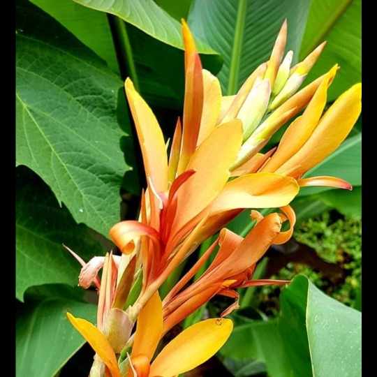 Canna Annaeei in the GardenTags plant encyclopedia