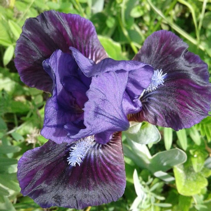 Bearded Iris Purple Plum (Standard Dwarf) in the GardenTags plant encyclopedia