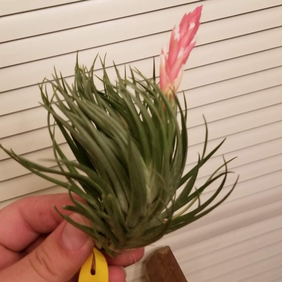 Airplant (Species) Tillandsia montana in the GardenTags plant encyclopedia