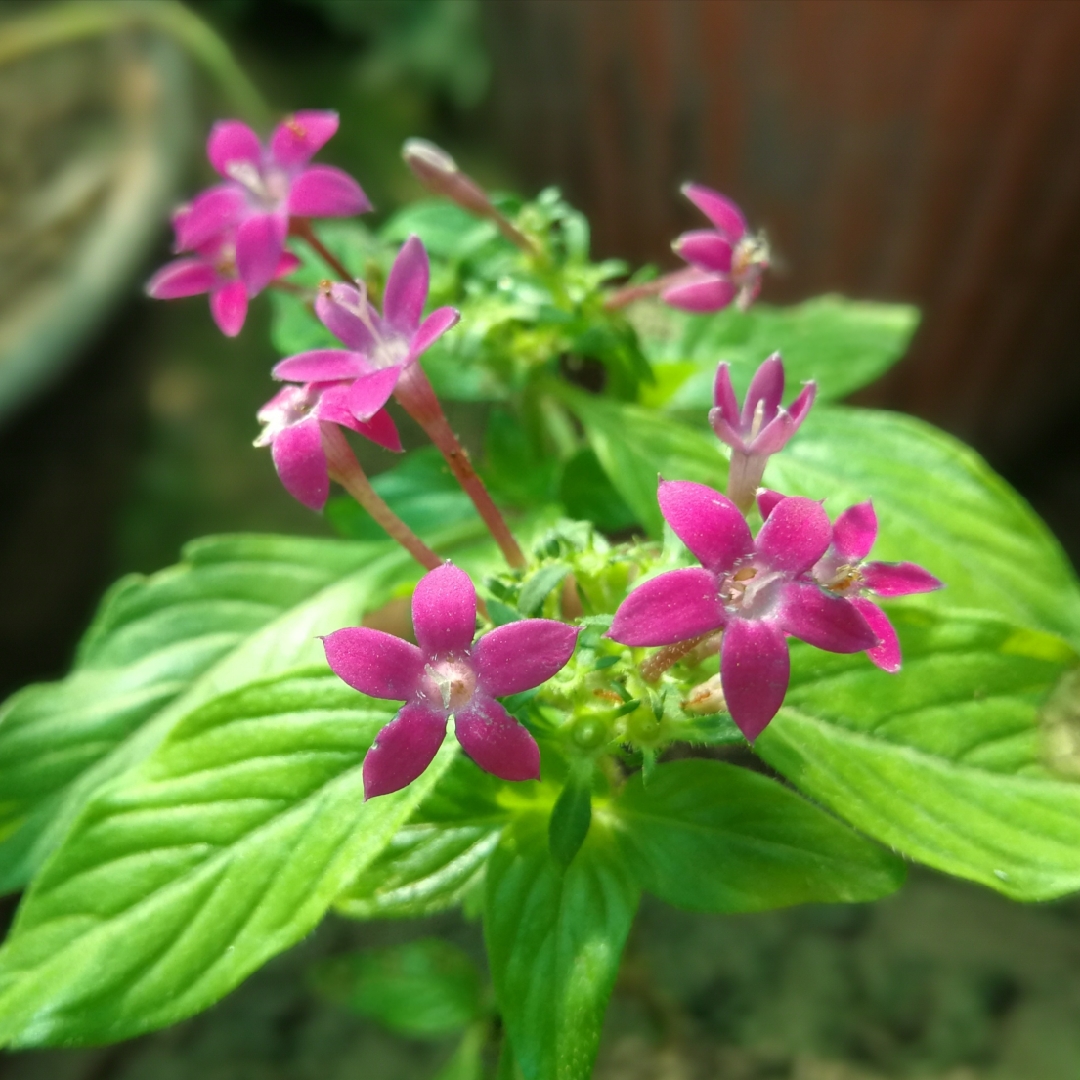 Graffiti Violet Star Flower in the GardenTags plant encyclopedia