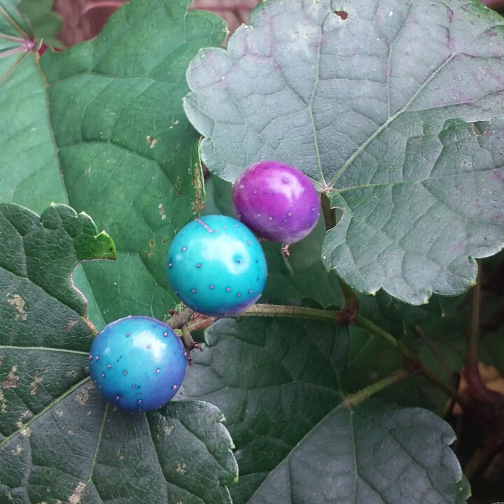 Amur Peppervine in the GardenTags plant encyclopedia