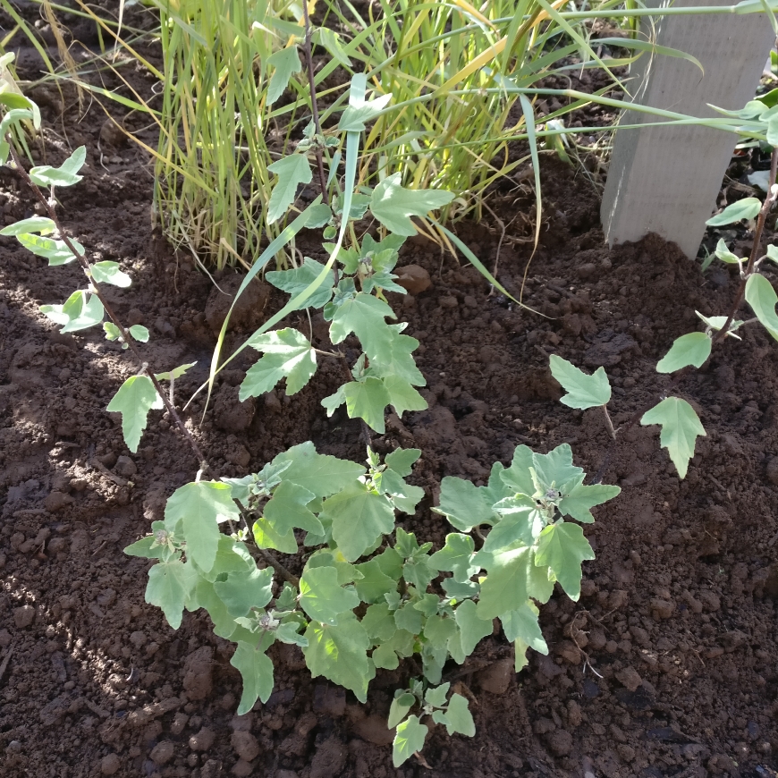 Mallow Red Rum in the GardenTags plant encyclopedia