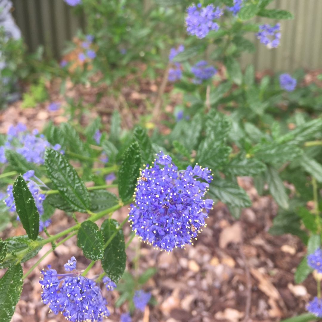 Ceanothus Blue Pacific in the GardenTags plant encyclopedia