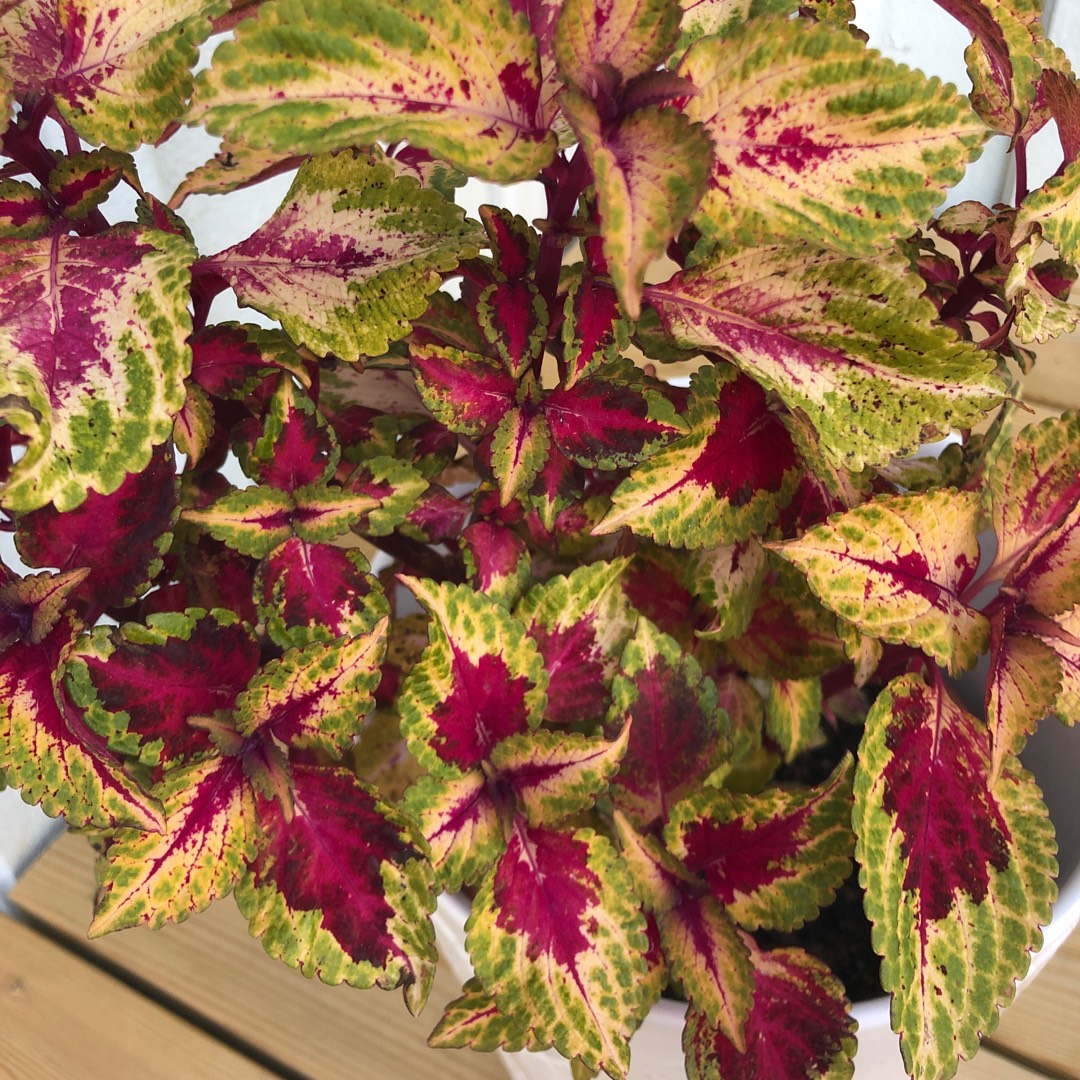 Coleus Illumination in the GardenTags plant encyclopedia