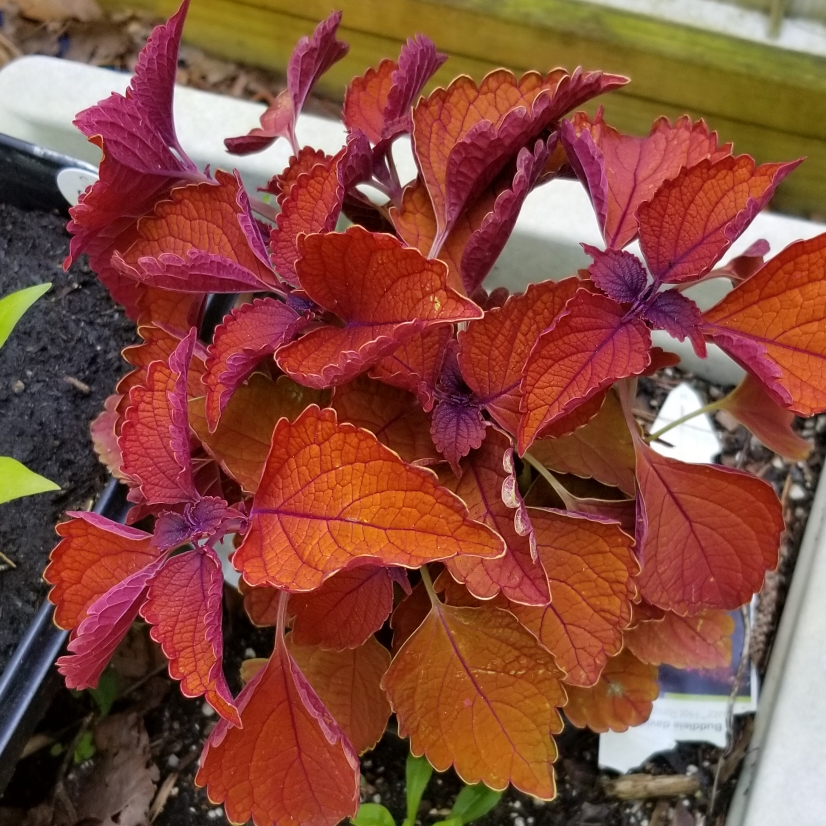 Coleus Marooned in the GardenTags plant encyclopedia