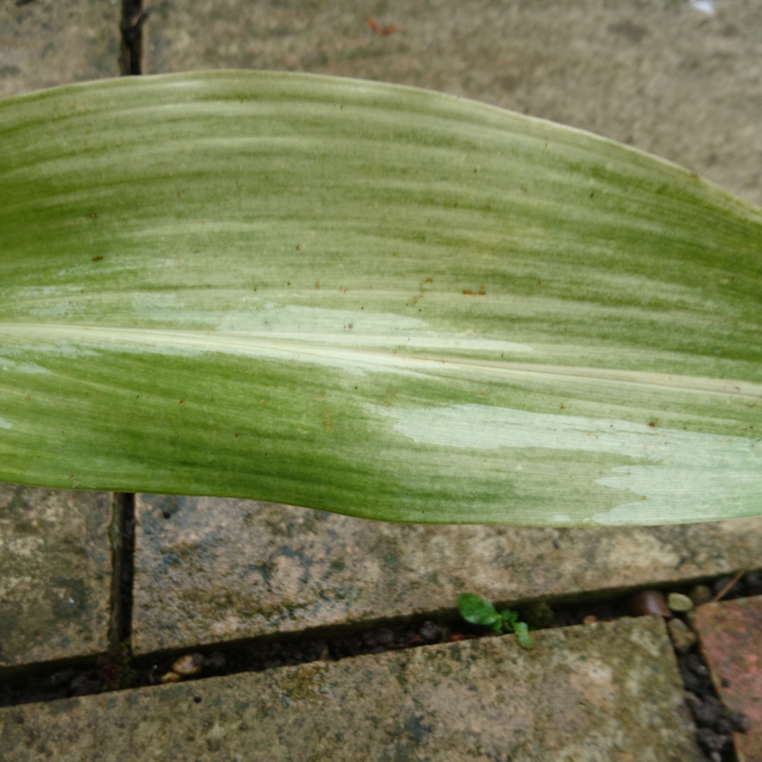 Cast-Iron Plant Morning Frost in the GardenTags plant encyclopedia