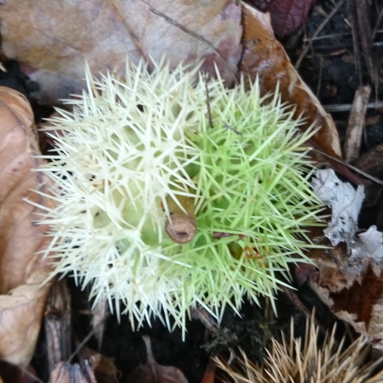 Variegated Sweet Chestnut in the GardenTags plant encyclopedia