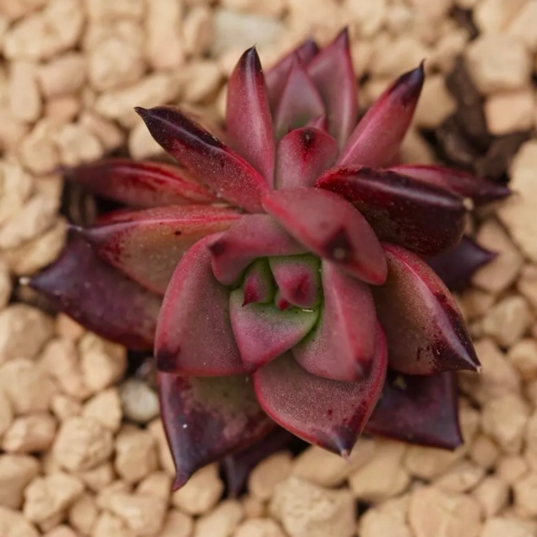 Echeveria Agavoides Ebony x Romeo in the GardenTags plant encyclopedia