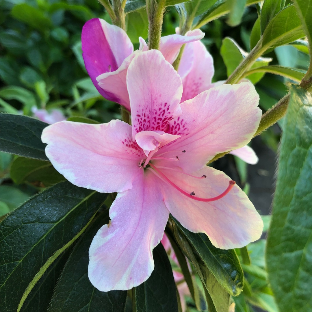 Azalea Alphonse Anderson in the GardenTags plant encyclopedia