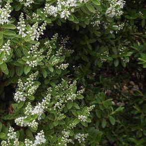 Rakai Hebe in the GardenTags plant encyclopedia