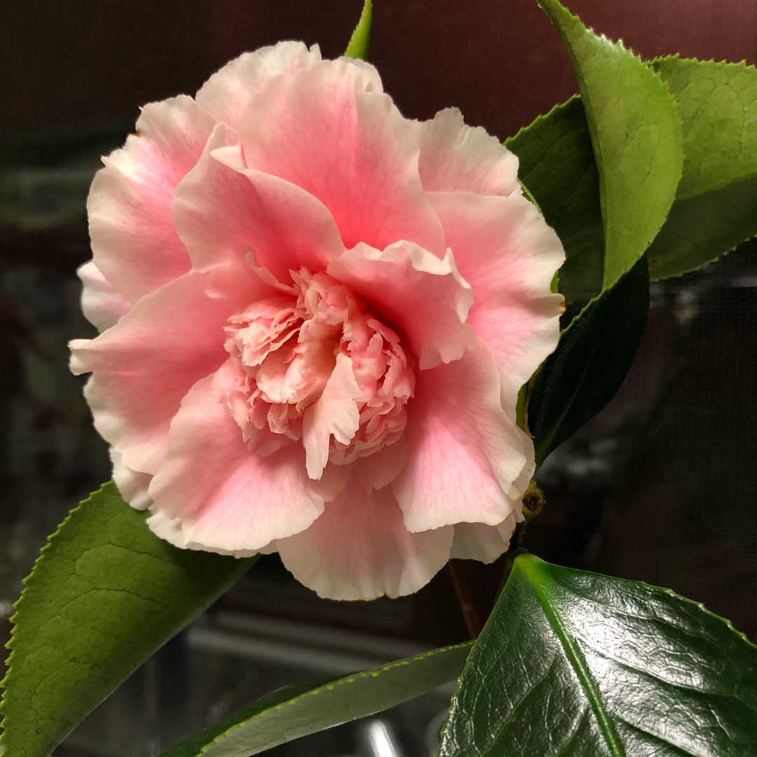 Camellia Elegans Splendor in the GardenTags plant encyclopedia