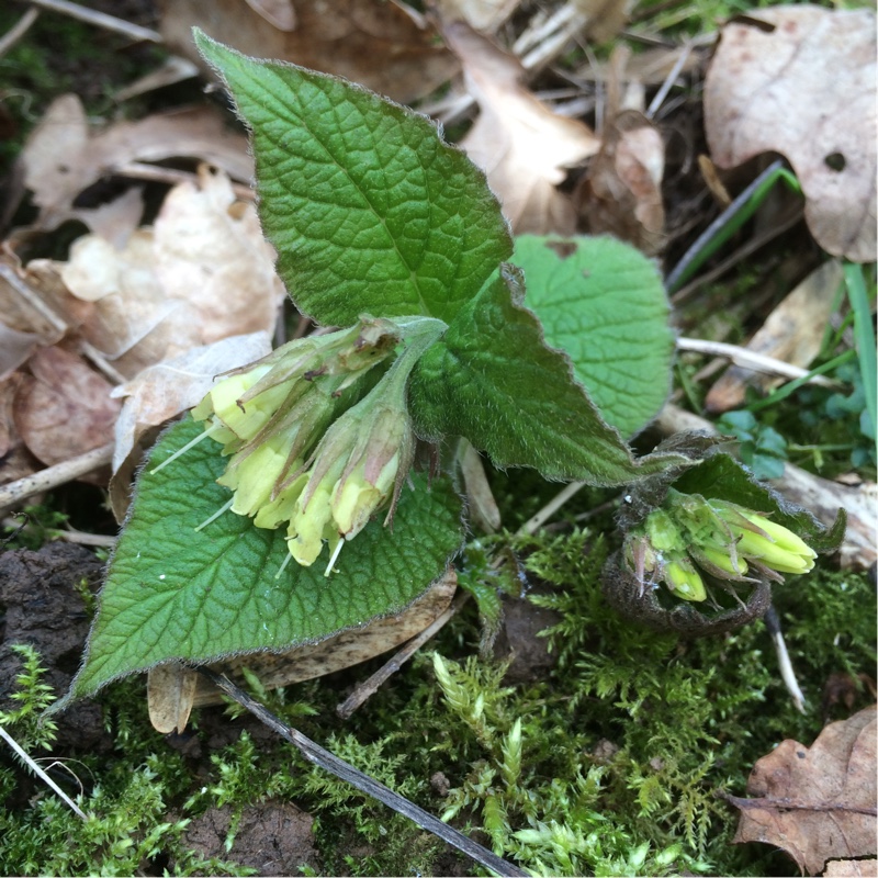 Heart-leaved Comfrey in the GardenTags plant encyclopedia