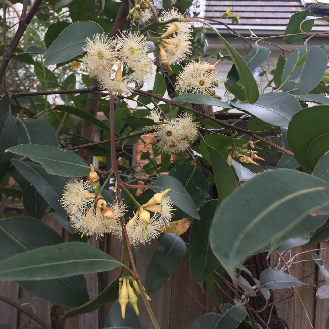 Swamp Gum in the GardenTags plant encyclopedia