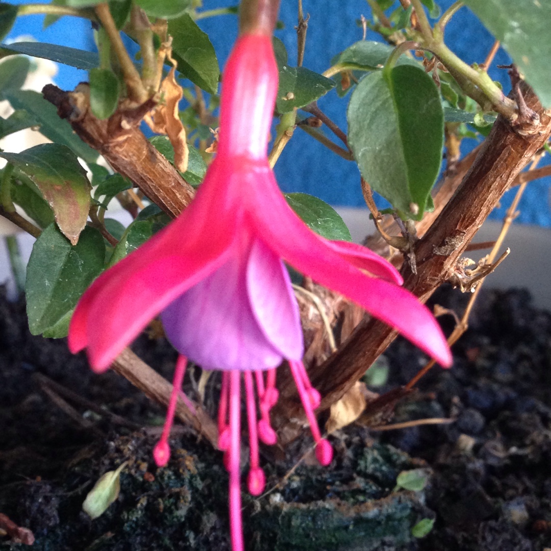 Fuchsia Son Of Thumb in the GardenTags plant encyclopedia